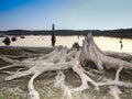 Mangled tree stump at edge of lake Royalty Free Stock Photo