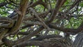 Mangled tree trunk of a large tree close up, wide image Royalty Free Stock Photo