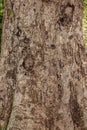 Mango angiosperm tree trunk Royalty Free Stock Photo