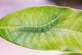 Mango Baron caterpillar Royalty Free Stock Photo