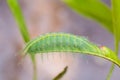 Mango Baron caterpillar Royalty Free Stock Photo