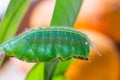 Mango Baron caterpillar Royalty Free Stock Photo