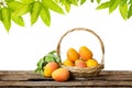 Mango in basket and leaf on wooden table