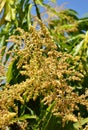 Mango Blossom Royalty Free Stock Photo