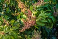 Mango Bouquet Blooming