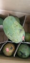 mango contain high vit C