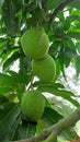Mango delicious fruit in village of India
