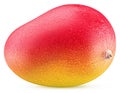 Mango exotic friut Royalty Free Stock Photo