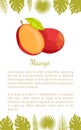 Mango Exotic Juicy Stone Fruit Vector Poster Text