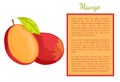 Mango Exotic Juicy Stone Fruit Vector Poster Text