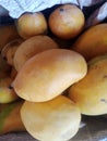 Mango famous delicious king of fruits from pakistan.
