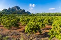 Mango Farm Royalty Free Stock Photo