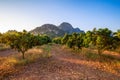 Mango Farm Royalty Free Stock Photo