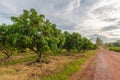 Mango Farm Royalty Free Stock Photo