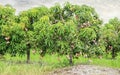 Mango farm in Mareeba Australia Royalty Free Stock Photo