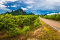 Mango Farm in Thailand Royalty Free Stock Photo