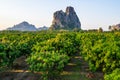 Mango Farm in Thaland Royalty Free Stock Photo