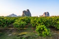 Mango Farm in Thaland Royalty Free Stock Photo