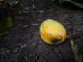 Mango that fell from the tree