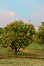 Mango field,mango farm blue sky background ,retouching by adding sky background.mango garden and fruits Royalty Free Stock Photo