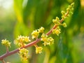 The mango flower