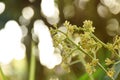 Mango flower bloom at treetop and waiting rain for growth to be fruit on garden in summer