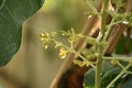 Mango flower bloom at treetop and waiting rain for growth to be fruit on garden in summer