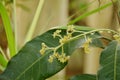 Mango flower bloom at treetop and waiting rain for growth to be fruit on garden in summer