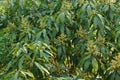 Mango flower bloom at treetop and waiting rain for growth to be fruit on gargen in summer