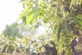 Mango Flower Cluster on Tree Ã¢â¬â Sharp Focus with Morning Sunlight Bokeh Royalty Free Stock Photo
