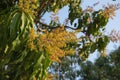 Mango flower with green leaves Royalty Free Stock Photo