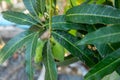 Mango leaf hopper on mango leaf, focus selective Royalty Free Stock Photo