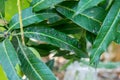 Mango leaf hopper on mango leaf, focus selective Royalty Free Stock Photo