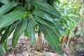 Mango leaf hopper on mango leaf, focus selective Royalty Free Stock Photo