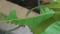 mango flower leaves almost eaten by caterpillars Royalty Free Stock Photo