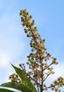 Mango flower