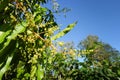 Mango flower on tree Royalty Free Stock Photo