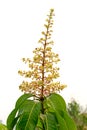 Mango flower on tree Royalty Free Stock Photo