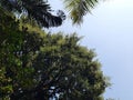 Mango flower in tree. Royalty Free Stock Photo