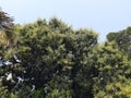 Mango flower in tree. Royalty Free Stock Photo