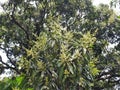 Mango flower in tree. Royalty Free Stock Photo