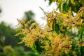 Mango flowering in organic orchard Royalty Free Stock Photo