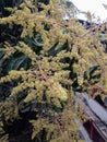 The mango flowering process is a lengthy and complicated one. it begins with the formation of buds during the late winter months