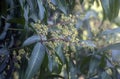 Mango flowers