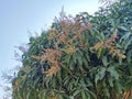 Mango flowers bloom to produce fruit in the dry season