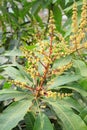 Mango flowers in the field