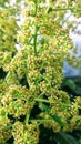 Mango flowers