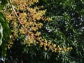 Mango flowers Royalty Free Stock Photo