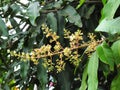 Mango flowers , Growth of mango tree