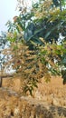 Mango flowers on the rice plant